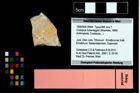 Foto (Objekt + Etikett) von Coelopus hoheneggeri (Moericke, 1889)  (NHMW-GEO-1990-0041-4664)